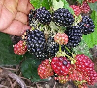 Temperate climate fruit plants