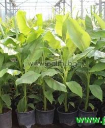 Japanese hardy banana