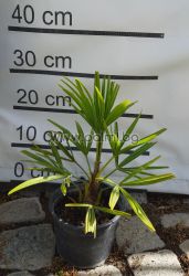 The Legendary Trachycarpus "Bulgaria"