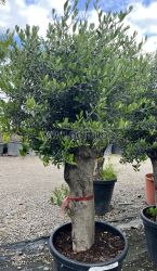 Olea europaea-Bonsai
