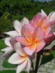 Frangipani Synchronicity