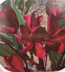 82. Frangipani Red Jack