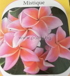 Frangipani Mistique