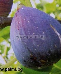 Смокиня от Аржантьой,Ficus carika  Violette d'argentuil