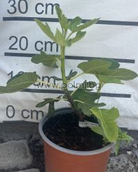 Fig variety 'Madeleine des Deux Saisons'