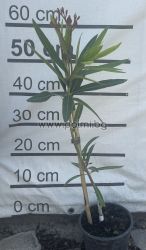 Oleander Melu
