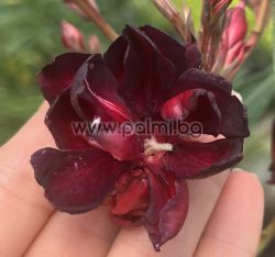 Oleander  Black Daimond ( Baby Diamant)