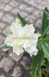 Олеандър Бойтийм, Boyteam, Oleander Boyteam