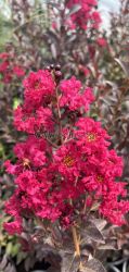 Lagerstroemia indica ''Double Feature''