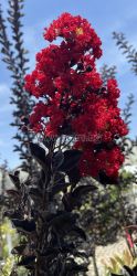 Krepp Myrte  rot 'Black Diamond'