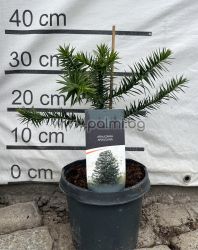 Araucaria araucana,Чилийски бор (Маймунски пъзел)