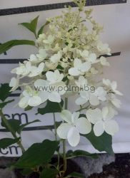 Hydrangea Skyfall , Hydrangea paniculata Skyfall