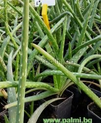 Aloe, 2 years old plant