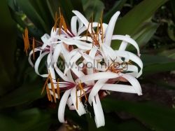 Crinum asiaticum, Crinum lily, Spider lily