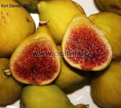 Fig variety Hardy Yellow