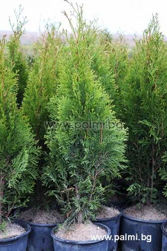 Thuja occidentalis 'Smaragd', Lebensbaum 'Smaragd'
