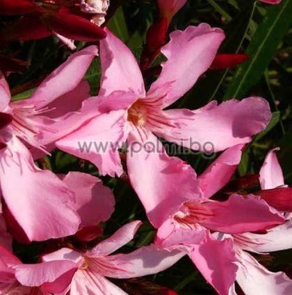Oleander light pink, 'Magaly'