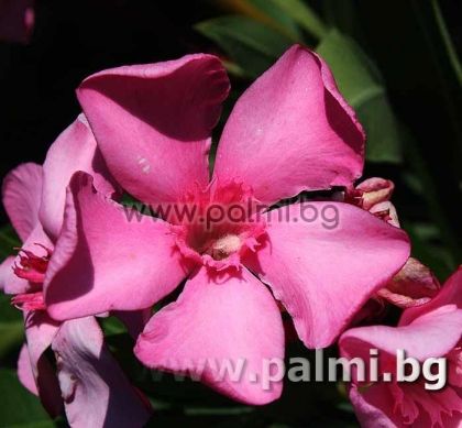 Oleander dark pink, 'Belle Helene'