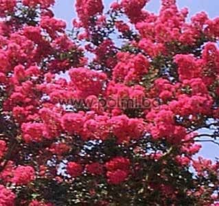 Lagerstroemia indica 'Watermelon Red', Krepp Myrte