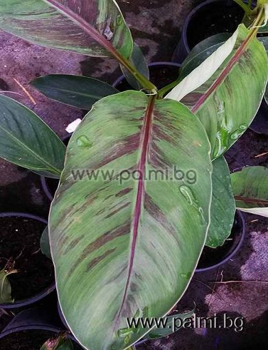Red Darjeeling Banana,  'Red Tiger'