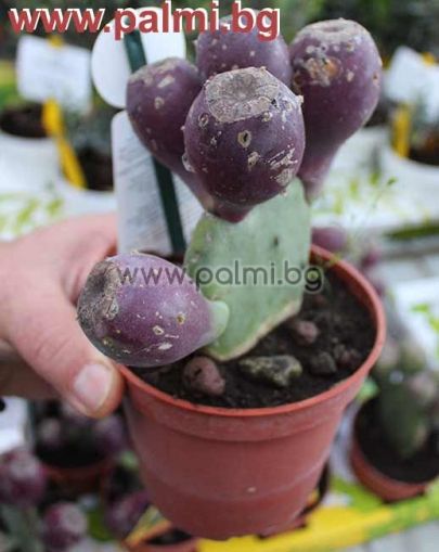 Compact Indian fig, Opuntia, Cactus pear