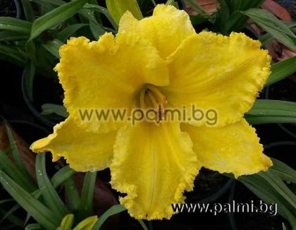 Hemerocallis 'Atlanta Fringe Benefit', Taglilie  von Botanischem Garten - Plovdiv, Bulgarien