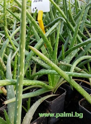 Aloe vera, zweijährige Pflanze  von Botanischem Garten - Plovdiv, Bulgarien