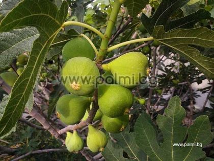 Ficus carica Male Kadota, Male Fig Pollinator from Botanical Garden - Plovdiv, Bulgaria