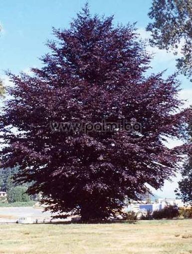 Betula purpurea, Purpurbirke, Papier-Birke von Botanischem Garten - Plovdiv, Bulgarien