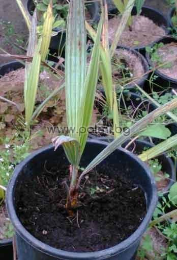 Mexican Blue Palm in 3 liter pot