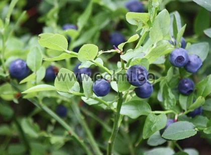 Bilberry, European blueberry