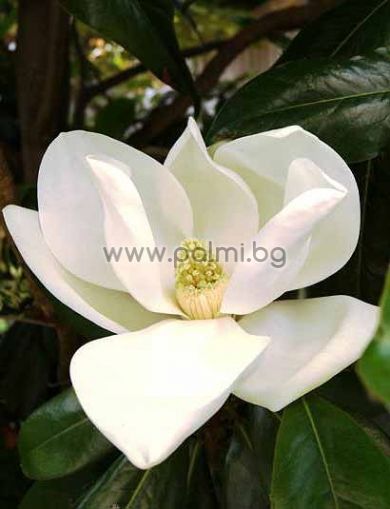 Magnolia grandiflora Gallisoniensis, Großblütige Magnolie 'Galissonière'