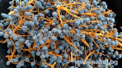 Трахикарпус 'България', пакет 100 броя пресни семена