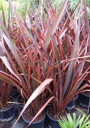 Phormium tenax 'Purpureum', New Zealand Flax