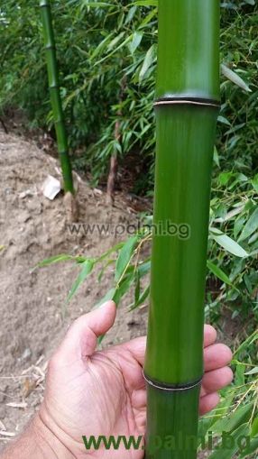 Phyllostachys bambusoides, Großer Holz Bambus
