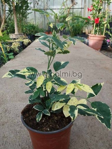 Pandorea jasminoides 'Variegata'