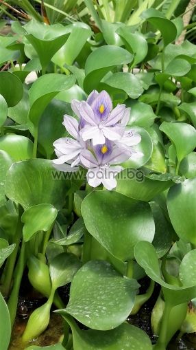 Water Hyacinth, Eichhornia crassipes