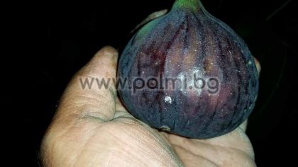 Fig Bursa Black