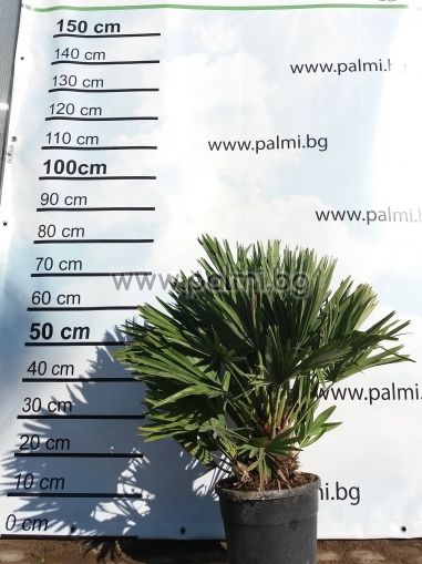 Vulkanische mediterrane Fächerpalme, Ätna, 20 Samen