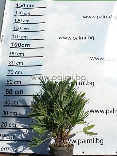 Компактен Хамеропс, Етна (Волкано)