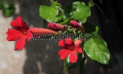 Mexican blood-trumpet
