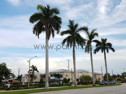 Roystonea regia, Cuban royal palm