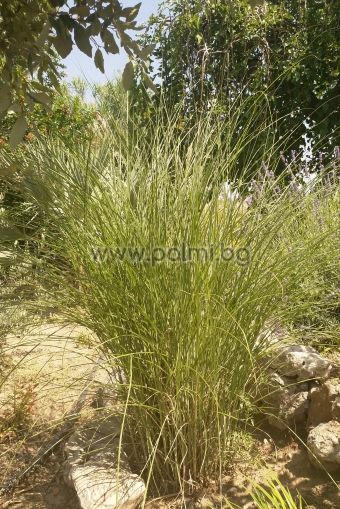 Chinese silver grass 