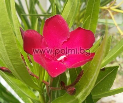 Oleander red, cold hardy, 'Jannoch'