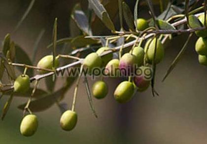 Olea europaea Elit-5  Ausgewählte winterharte Olivensorte Elit-5 von Botanischem Garten - Plovdiv, Bulgarien