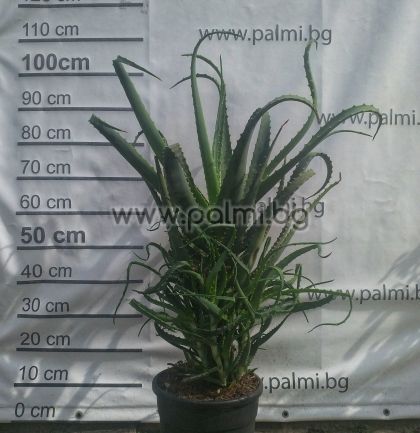 Baum-Aloe