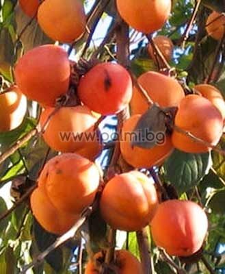 Japanese Persimmon, Kaki Hana Fuyu