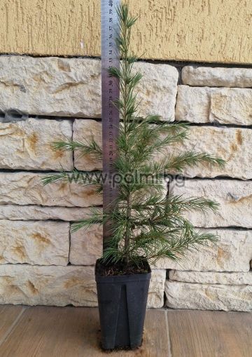 Himalayan Cedar