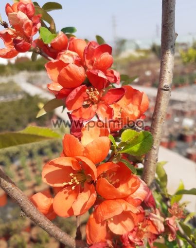 Japanese quince