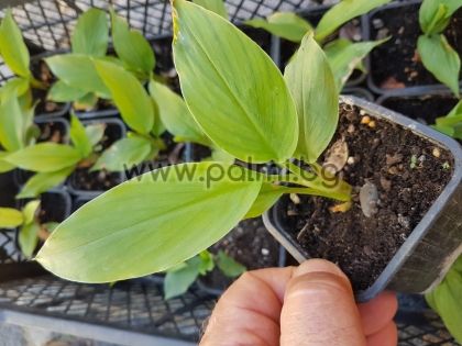 Curcuma longa, real edible turmeric